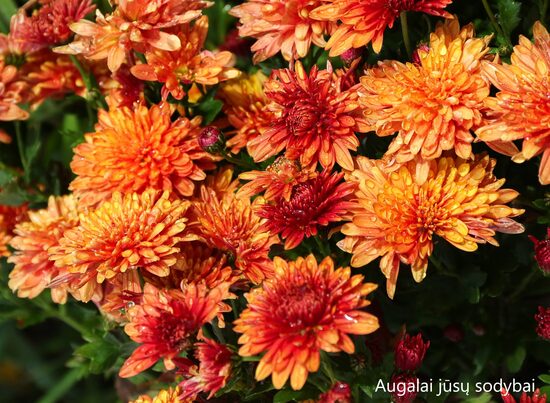 Chrizantema (Chrysanthemum) 'Zolotaja Osien' 